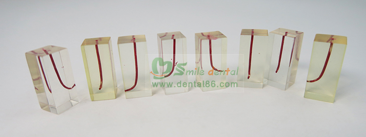 TM-N7-01 Dental Canal